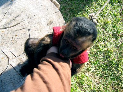 Link to Flickr: Monkey