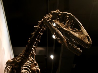 Link to Flickr: A meat-eating dinosaur's skull and neck.