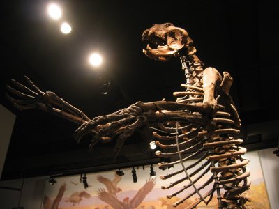 Link to Flickr: A bear skeleton (?).
