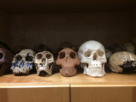 { Caption: H. naledi skull (center) in the replica cabinet. }