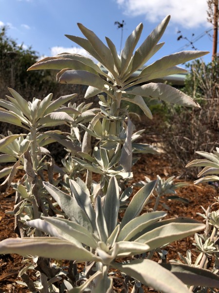 { One of the neat native plants at Grossmont College. }