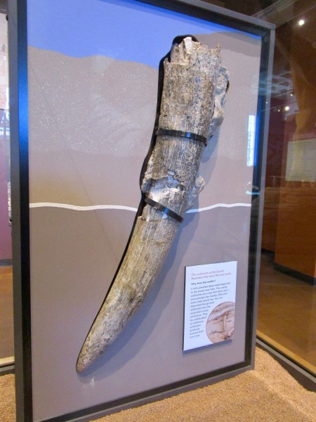 { Caption: Mastodon tusk displayed as found in sediment. }